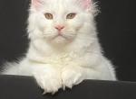 Dart of the Light - Maine Coon Kitten For Sale - New York, NY, US