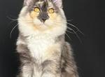 Adelina - Maine Coon Kitten For Sale - New York, NY, US