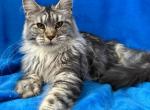 Geneva - Maine Coon Kitten For Sale - Virginia Beach, VA, US