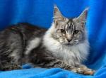 Giselle - Maine Coon Kitten For Sale - Virginia Beach, VA, US