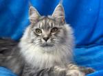 Gaddi - Maine Coon Kitten For Sale - Virginia Beach, VA, US