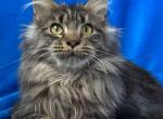 Hanna - Maine Coon Kitten For Sale - Virginia Beach, VA, US