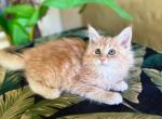 Maine Coon Orange  Female - Maine Coon Kitten For Sale - Orlando, FL, US