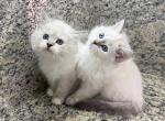 Ragdoll   Brothers - Ragdoll Kitten For Sale - Orlando, FL, US