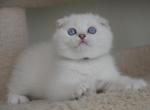 Blue eyes Scottish Fold male A - Scottish Fold Kitten For Sale - Jersey City, NJ, US