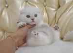 Blue eyes Scottish Fold Helmut - Scottish Fold Kitten For Sale - Jersey City, NJ, US