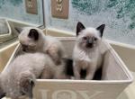 Jack & George & Austin - Siamese Kitten For Sale - McLean, VA, US