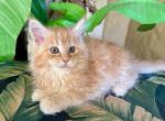 Maine Coon  Orange  Female - Maine Coon Kitten For Sale - Orlando, FL, US