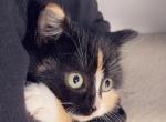 Such a sweet kitty - American Shorthair Kitten For Sale - Vancouver, WA, US