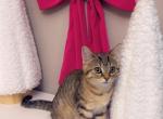 Lovely - Domestic Cat For Sale - Vancouver, WA, US