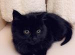 Sweet black kitty - Domestic Kitten For Sale - Vancouver, WA, US