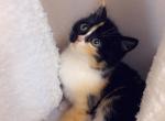 Super cute calico - Domestic Kitten For Sale - Vancouver, WA, US