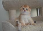 Scottish Fold male - Scottish Fold Kitten For Sale - Jersey City, NJ, US