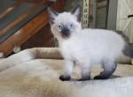 Seal point siamese - Siamese Kitten For Sale - Genoa City, WI, US