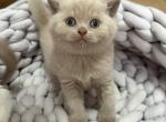 Pickles Fawn Girl - British Shorthair Kitten For Sale - Providence, RI, US