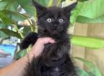 Maine Coon Black  Brothers - Maine Coon Kitten For Sale - Orlando, FL, US