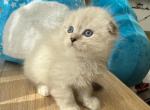 Scottish Fold Longhair White Color Point  Male - Scottish Fold Kitten For Sale - Orlando, FL, US