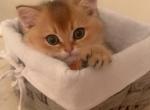 Golden Chinchilla Kiki - Scottish Fold Kitten For Sale - Jersey City, NJ, US