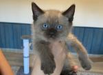 JULLIAN - Ragdoll Kitten For Sale - McLean, VA, US