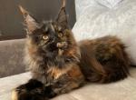 Night Tale - Maine Coon Kitten For Sale - Baltimore, MD, US