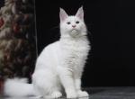 Yogurt - Maine Coon Kitten For Sale - Baltimore, MD, US