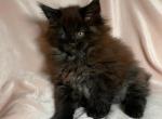 Maine coon sisters - Maine Coon Kitten For Sale - New York, NY, US