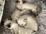 Happy New Year - Balinese Kitten For Sale - PA, US