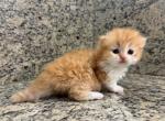 Munchkin Orange Male - Munchkin Kitten For Sale - Orlando, FL, US