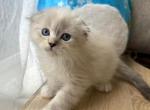 Scottish Fold Longhair White Color Point  Male - Scottish Fold Kitten For Sale - Orlando, FL, US