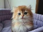 Zimfira chocolate golden chinchilla baby girl Profile