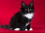 QUASAR - Maine Coon Kitten For Sale - Brooklyn, NY, US