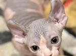 TICA Purebred Elf & Canadian Sphynx Kittens Profile