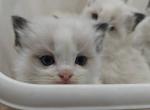Bicolor Kitten Boy Profile