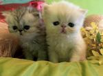 6 Gorgeous Chinchilla Persian kittens Profile