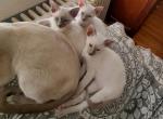 Siamese kittens due in early February Profile