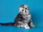 Pelageya butterfly tabby marble girl scottish fold Profile