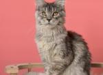 Maine Coon Kitten Regina from Europe Profile