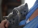 Russian Blue Kittens several litters expected - Russian Blue Cat For Sale - Woodstock, Ontario, CA