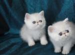 Exotic Shorthair Profile