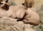 Mai Tai and Minka Profile