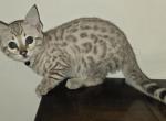 Female snow Bengal kitten Profile