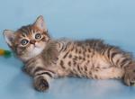 Dein - British Shorthair Kitten For Sale - 