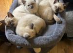 Gorgeous Siamese female kitten READY NOW Profile