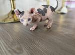 Blue eyes white bicolor boy kitten pure sphynx Profile