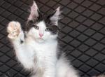 Dinamit - Maine Coon Kitten For Sale - 