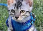 Meshoppen Cat Rescue: Transforming Lives with Love & Care