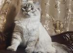 Snow - Chantilly-Tiffany Kitten For Sale