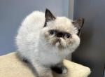 Seal points Exotic shorthair female Profile