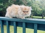 Cody     Red and Silver Smoke Male Persian Profile