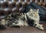 Sheru - Chantilly-Tiffany Kitten For Sale